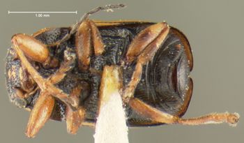 Media type: image;   Entomology 24931 Aspect: habitus ventral view